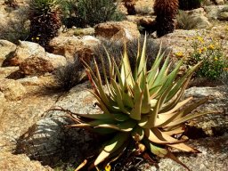 Aloe microstigma tall-stemmed in Namaqualand