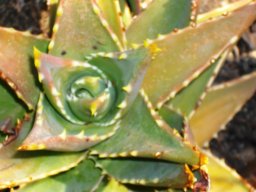 Aloe mitriformis now called A. perfoliata