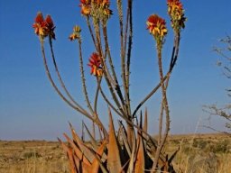 Natural hybrid of Aloe hereroensis and A. gariepensis