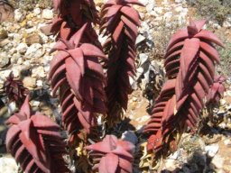 Aloe pearsonii stems