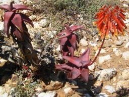 Aloe pearsonii red flowers