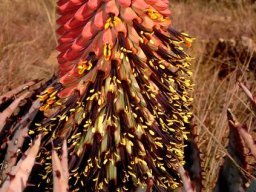Aloe peglerae blooms