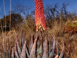 Aloe peglerae flowers opening