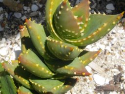 Aloe perfoliata