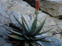 Aloe petricola