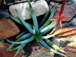 Aloe pictifolia