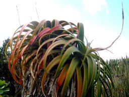 Aloe pluridens