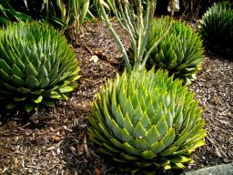 Aloe polyphylla: Do not sit here!