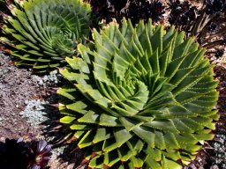 Aloe polyphylla