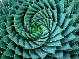Aloe polyphylla, the famous spiral