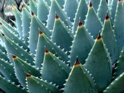 Aloe polyphylla leaf-tips