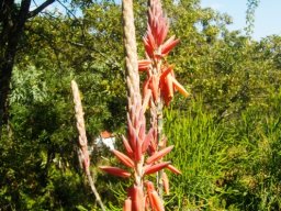 Aloe pretoriensis inflorescence