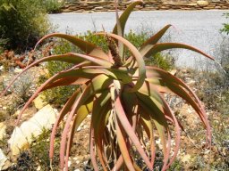 Aloe speciosa