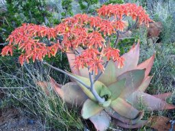 Aloe striata near Graaff-Reinet