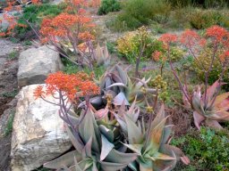 Aloe striata