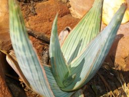 Aloe striata young leaves