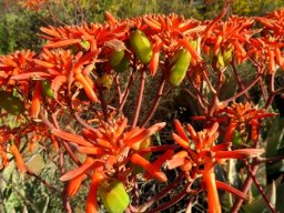 Aloe 