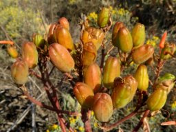 Aloe striata green fruit