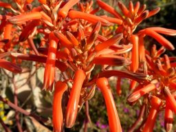 Aloe striata flowers