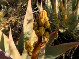 Aloe striata budding
