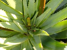 Aloe succotrina buds emerging from the rosette