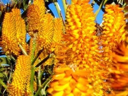 Aloe thraskii flowers