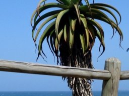 Aloe thraskii