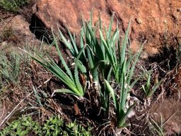 Aloe verecunda leaves