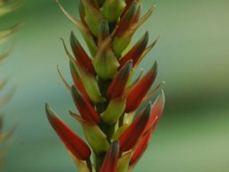 Aloe flowers