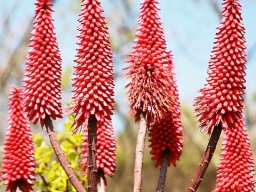 Aloe flowers