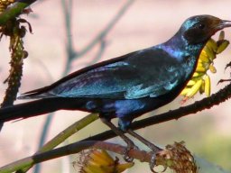 Aloe marlothii hosting a Burchell&#039;s starling