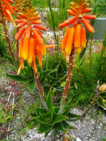 Aloiampelos juddii