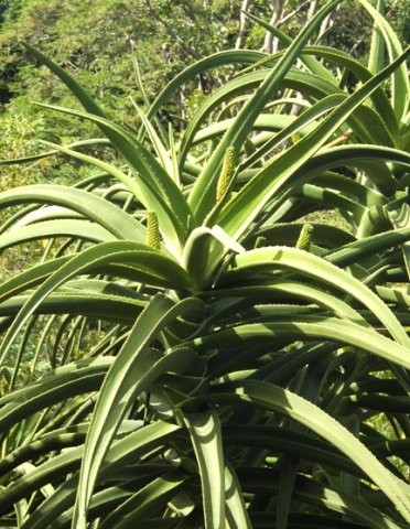 Aloidendron barberae flowerbuds