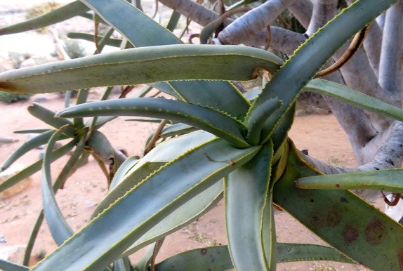 Aloidendron dichotomum leaves