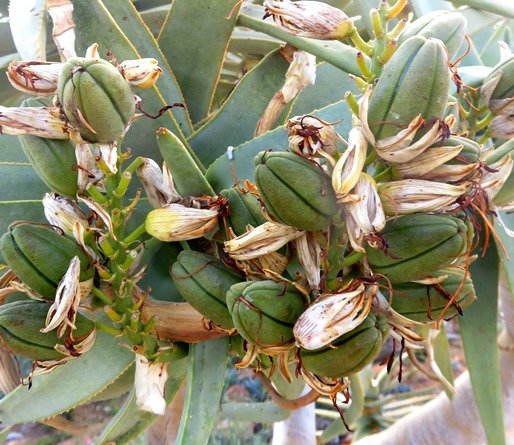 Aloidendron dichotomum green fruit