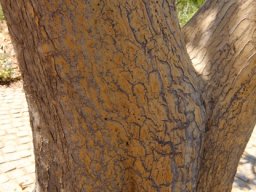 Aloidendron barberae stem base