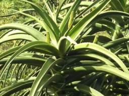 Aloidendron barberae flowerbuds