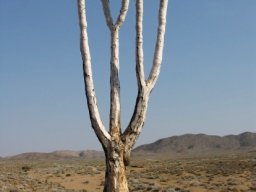 Aloidendron pillansii