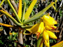 Aloidendron ramosissimum flowers