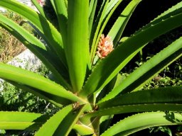 Aloidendron