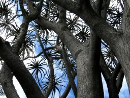 Aloidendron barberae branches
