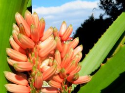 Aloidendron barberae flowers