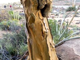 Aloidendron dichotomum stem