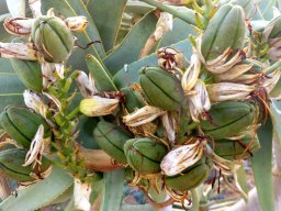 Aloidendron dichotomum green fruit