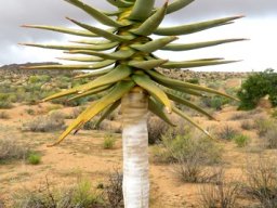 Aloidendron dichotomum, a proud moment