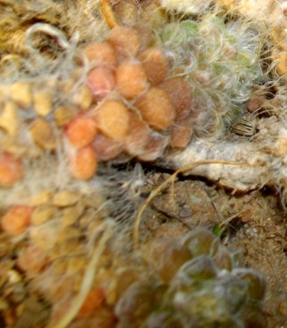 Anacampseros albidiflora leaves