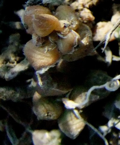 Anacampseros arachnoides translucent leaves
