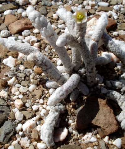 Anacampseros papyracea subsp. papyracea leaves under scales