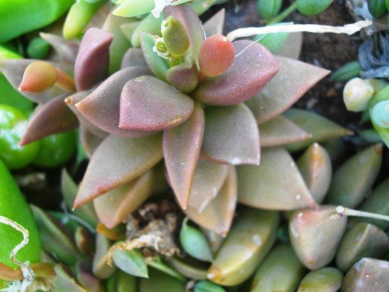 Anacampseros telephiastrum