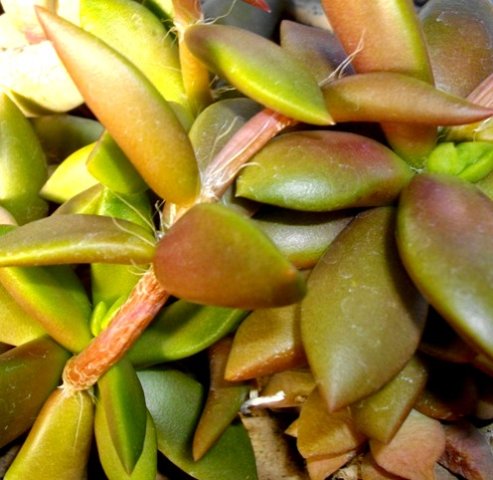 Anacampseros telephiastrum leaves